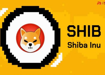 Tìm hiểu Shiba coin là gì? Những thông tin cần biết về đồng coin đang Hot này